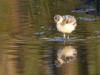 Avocette Elegante